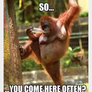 Meet your Posher, Morgan